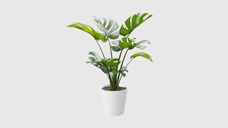 龟背竹植物盆栽 3D 模型（OC+FBX+blend）免费下载-安主的3D模型库