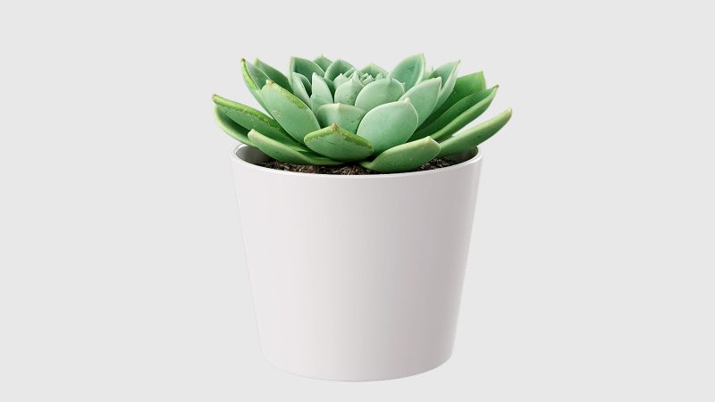 多肉植物盆栽 3D 模型（OC+FBX+blend）免费下载-安主的3D模型库