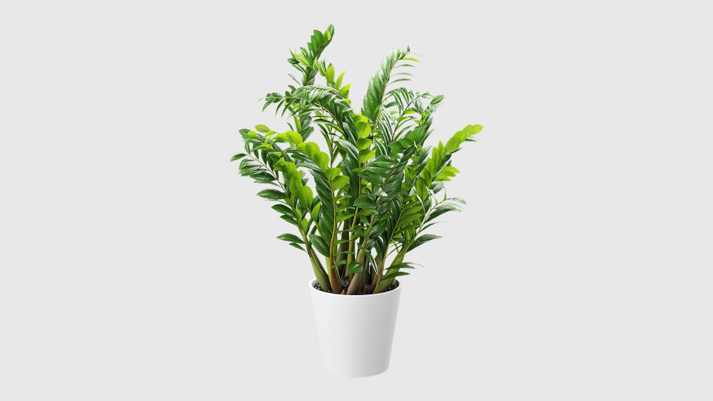 图片[1]-金钱树植物盆栽 3D 模型（OC+FBX+blend）免费下载-安主的3D模型库