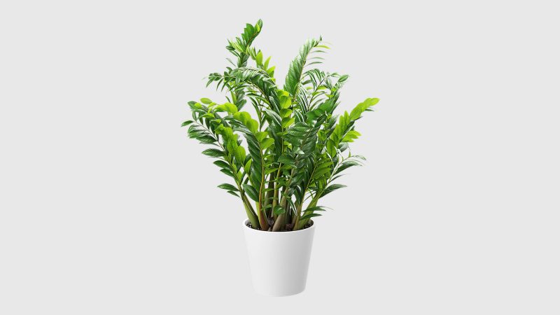 金钱树植物盆栽 3D 模型（OC+FBX+blend）免费下载-安主的3D模型库