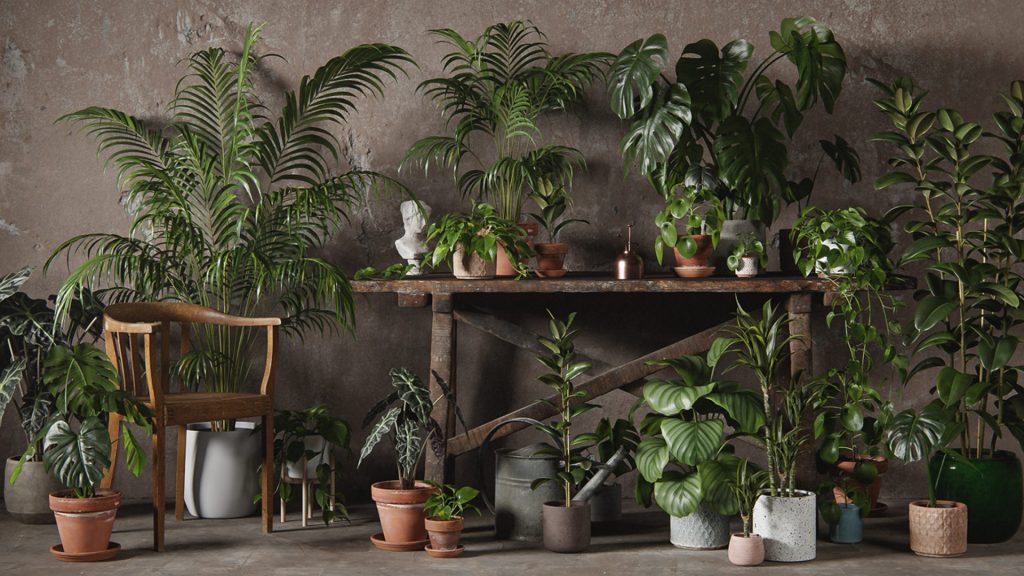 48 个扫描的植物 3D 模型，包括 8 种不同的植物-安主的3D模型库